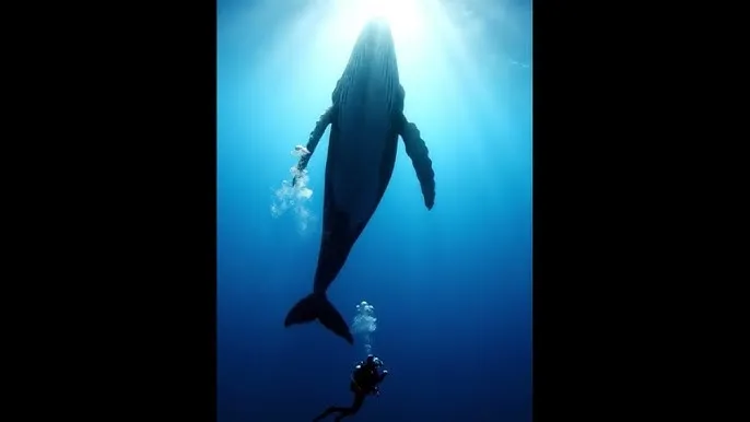 公主恋人动漫 - 深蓝星球：探索海洋深处的未知世界